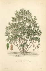 Nordlig laurbærbær, Myrica pensylvanica, cirier de pensylivanie