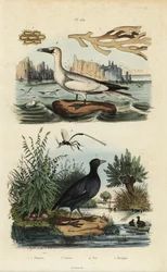 Nordsule, Morus bassanus 4, hønsehøne, Fulica rufifrons 5, Flustra foliacea tang 1,2 og Gasteruption hveps 3