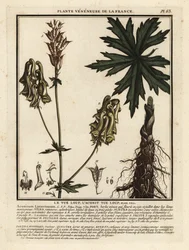 Nordlig ulvebane, Aconitum lycoctonum.