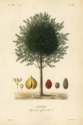 Muskatnød og muskulaturtræ, Myristica fragrans, Myristica officinalis, Muscadier