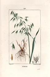 Oats Cultivee eller Byzantine oats - Stik af Lambert fils, efter tegning af Pierre Jean Francois Turpin (1775-1840), uddraget af La flore medicale, af Chaumeton, Poiret et Chamberet, Paris 1830 - Havre, Avena sativa - Stik af Lambert Junior fra