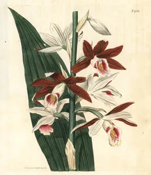 Orkidévarieteten Bifrenaria - Stor sump-orkidé Phaius tankervilleae (Lady Tankerville