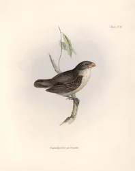 Ornitologi: "Camarhynchus psittaculus or Geospize psittacin" Beskrivelse af en spurvefugl af Charles Darwin (1809-1882) observeret under hans ekspedition ombord på Beagle. Planche fra "The zoology of the voyage of H.M.S. Beagle. Flight. III, Fugle beskreve