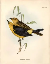 Ornitologi: "Certhidea olivacea" Geospize oliven observeret og beskrevet af Charles Darwin under hans ekspedition ombord på Beagle. Planche fra "The zoology of the voyage of H.M.S. Beagle. Flight. III, Fugle beskrevet af John Gould, med omtale af deres