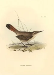 Ornitologi: "Eremobius phoenicurus" beskrevet af Charles Darwin under hans ekspedition om bord på Beagle. Planche fra "The zoology of the voyage of H.M.S. Beagle. Flight. III, Birds described by John Gould, with notice of their habits by Charles Darwin".