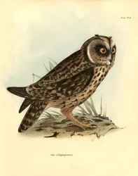 Ornitologi: "Otus Galapagoensis" Galapagos-ugle beskrevet af Charles Darwin (1809-1882) under hans ekspedition ombord på Beagle. Planche fra "Birds described by John Gould, with notice of their habits by Charles Darwin".