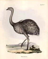 Ornitologi: "Rhea Darwinii" Nandou de Darwin observerer og beskriver af Charles Darwin under hans ekspedition ombord på Beagle. Planche fra "The zoology of the voyage of H.M.S. Beagle. Flight. III, Birds described by John Gould, with notice of their hab