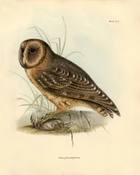 Ornitologi: "Strix punctatissima" ugle beskrevet af Charles Darwin (1809-1882) under hans ekspedition ombord på Beagle. Planche fra "Birds described by John Gould, with notice of their habits by Charles Darwin".