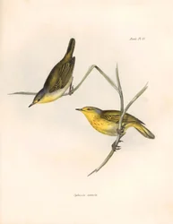 Ornitologi: "Sylvicola aureola"-finker observeret og beskrevet af Charles Darwin (1809-1882). Planche fra "The zoology of the voyage of H.M.S. Beagle. Flight. III, Birds described by John Gould, with notice of their habits by Charles Darwin".