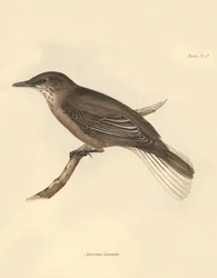 Ornitologi: "Agriornis leucurus" beskrevet af Charles Darwin under hans opdagelsesrejse om bord på Beagle. Planche fra "The Zoology of the voyage of H.M.S. Beagle under the command of Captain Fitzroy during the years 1832 to 1836 edited and supervi
