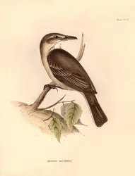 Ornitologi: "Agriornis micropterus" eller argentinsk gaucho beskrevet af Charles Darwin under hans opdagelsesrejse om bord på Beagle. Planche fra "The Zoology of the voyage of H.M.S. Beagle under the command of Captain Fitzroy during the years 1832 to