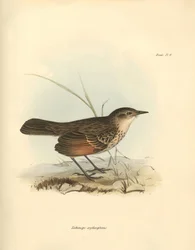 Ornitologi: "Hymenops perspicillata" af fuglefamilien, som Charles Darwin beskrev under sin opdagelsesrejse om bord på Beagle. Planche fra "The Zoology of the voyage of H.M.S. Beagle under the command of Captain Fitzroy during the years 1832 to