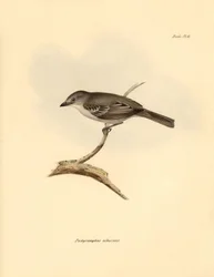 Ornitologi: "Pachyramphus albescens" af bøgefamilien beskrevet af Charles Darwin under hans opdagelsesrejse om bord på Beagle. Planche fra "The Zoology of the voyage of H.M.S. Beagle under the command of Captain Fitzroy during the years 1832 to