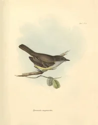Ornitologi: "Tyrannula magnirostris" af den fuglefamilie, som Charles Darwin beskrev under sin opdagelsesrejse om bord på Beagle. Planche fra "The Zoology of the voyage of H.M.S. Beagle under the command of Captain Fitzroy during the years 1832 to