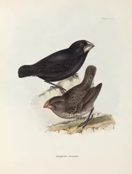 Finkepar, Galapagosøerne, c 1832-1836
