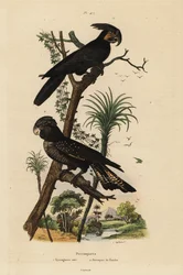 Palmekakadue, Probosciger aterrimus, og rødhalet ravnekakadue, Calyptorhynchus banksii, sort stornæbbet kakadue og Banks