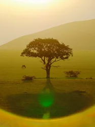 Paradis efter regnen, Chyulu Hills, 2018 (fotografi)