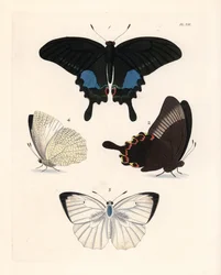 Paris-påfuglesommerfugl, Papilio paris 1,2, og plettet emigrant, Catopsilia pyranthe? 3,4. Håndkoloreret litografi fra John O. Westwoods nye udgave af Dru Drurys 