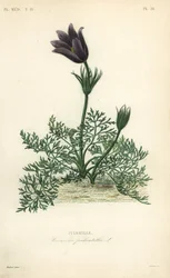 Pasqueflower eller danskerblod, Anemone pulsatilla, Pulsatille