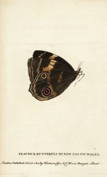 Påfugleøje fra New South Wales. Håndkoloreret kobberstik fra “The Naturalist