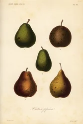 Pear varieties, Pyrus communis