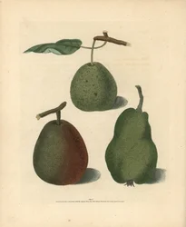 Pæresorter, Pyrus communis: Cressan, Gansell