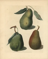 Pæresorter, Pyrus communis: Saint Germain, Colmar og Brown Beuree. Håndkoloreret stiplingsstik af en illustration af George Brookshaw fra hans egen "Pomona Britannica", London, Longman, Hurst, etc.