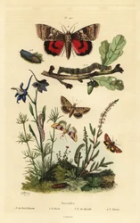 Ærteblomst, Periphanes delphinii 1, bomuldsbolleorm, Helicoverpa armigera 2, gul undervinge, Anarta myrtilli 3 og stor gul undervinge, Noctua pronuba, larve og puppe 4. Noctuelles sommerfugle