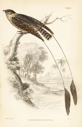 Pennant-winged nightjar, Macrodipteryx vexillarius (Macrodipteryx africanus). Håndkoloreret stålstik af William Lizars efter William Swainson fra Sir William Jardine