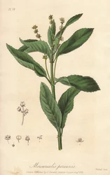 Flerårig mercuriale eller staude- eller hundekål (Mercurialis perennis) - stærkt vand af William Clarke til at illustrere "Medical Botanical, Description of the Medicinal Plants of London, Edinburgh and Dublin" af John Stephenson og James Morss Churchill,