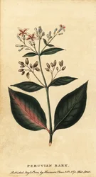 Peruansk bark, Cinchona officinalis., 1800 (gravering)