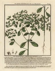 Petty spurge, Euphorbia peplus.