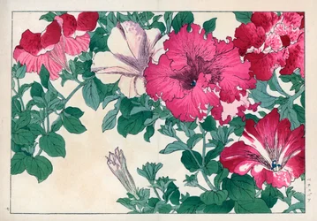 Petunia variete (lyserød og hvid). Petunia-sorter. Håndkoloreret træsnit fra Konan Tanigamis "Seiyou Sokazufu" (Billedalbum af vestlige planter og blomster: sommer), Unsodo, Kyoto.