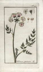 Peucedan-sump eller sump-persille (Selinum-sump). Litografi fra "Afbeelding der Artseny-Gewassen" af Johannes Zorn (1739-1799), Holland