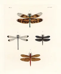 Billedvinget guldsmed, Rhyothemis variegata 1, rødbrun skovskimmer, Neurothemis fulvia 2, broget rismarkskimmer, Neurothemis tullia 3, og skyggedemoiselle, Palaemnema paulina 4. Håndkoloreret litografi fra John O. Westwoods nye udgave af Dru Drurys