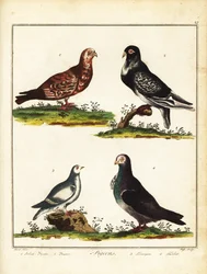 Duer: Polsk due, pouter, rype og turbit. 1792 (gravering)