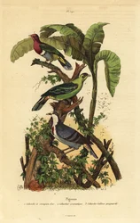 Pinkhovedet frugtdue, Ptilinopus porphyreus, Buru grøn due, Treron aromaticus og Luzon blødende hjerte, Gallicolumba luzonica