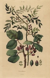 Pistacienøddetræ, Pistacia vera