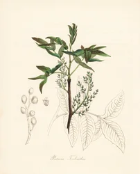 Pistacie terebinth - Terebinth træ eller chian terpentin træ, Pistacia terebinthus. Håndkoloreret zinkografi af C. Chabot tegnet af Miss M. A. Burnett fra hendes "Plantae Utiliores: or Illustrations of Useful Plants," Whittaker, London.