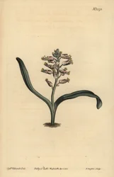 Ensfarvet selvfarvet lachenalia, Lachenalia unicolor
