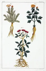 Lægeplanter, Kina