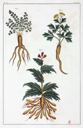 Lægeplanter, Kina