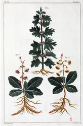 Lægeplanter, Kina