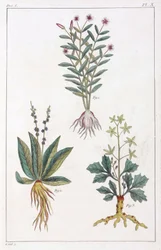 Lægeplanter, Kina