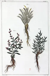 Lægeplanter, Kina