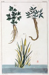 Lægeplanter, Kina