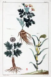 Lægeplanter, Kina