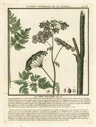 Gift hemlock, Conium maculatum.