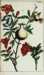 Granatæble blomster og frugt på en gren, Punica granatum.
