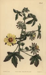 Stikstilket hibiscus, Hibiscus surattensis